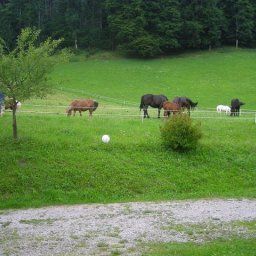  Bauernhof Ferienwohnungen/Ponyreiten/Pferdeschlitten Fotos