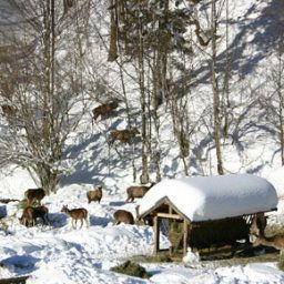  Bauernhof Ferienwohnungen/Ponyreiten/Pferdeschlitten Fotos