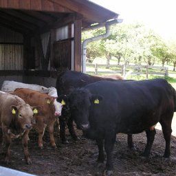 Vue extérieure Bauernhof Ofnerhof - Familie Gruber Fotos