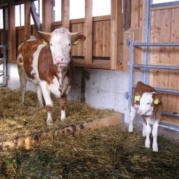  Bauernhof Ofnerhof - Familie Gruber Fotos