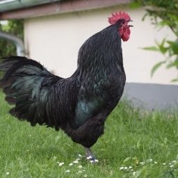  Bauernhof Simader Fotos