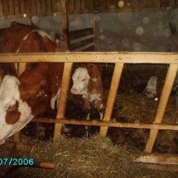  Bauernhof Baby- und Kinderbauernhof Peinbauerhof Fotos