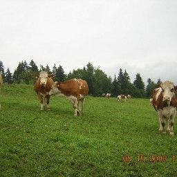  Bauernhof Baby- und Kinderbauernhof Peinbauerhof Fotos