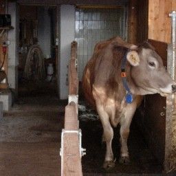  Bauernhof Ferienhof Dansbach Fotos