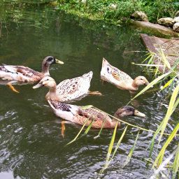 Widok zewnętrzny Bauernhof Ferienhof Osl Fotos