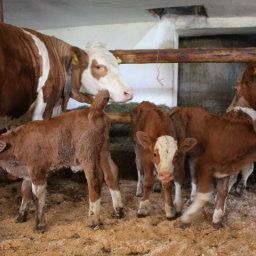  Bauernhof Baby- & Kinderhof Mittermair Fotos