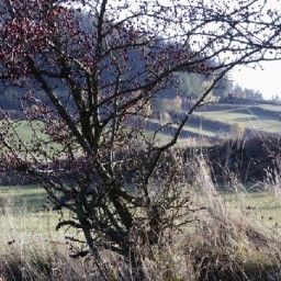  Bauernhof Biohof Besenbäck Fotos