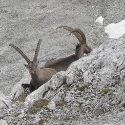  Bauernhof Urlaub am Bio und Bergbauernhof Saller im Montafon Fotos