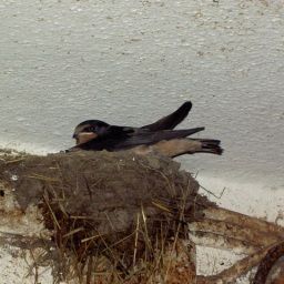  Bauernhof Biohof Sendler (ehemalig Vetters Haus) Fotos