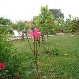Garden Almira Bungalow Fotos